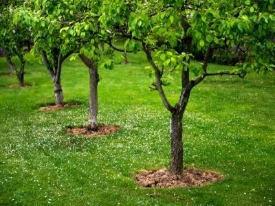 Jak uprawiać karłowate drzewa owocowe